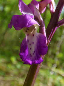 Orchis mascula 'purpurea'